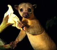 Mammals in Belize